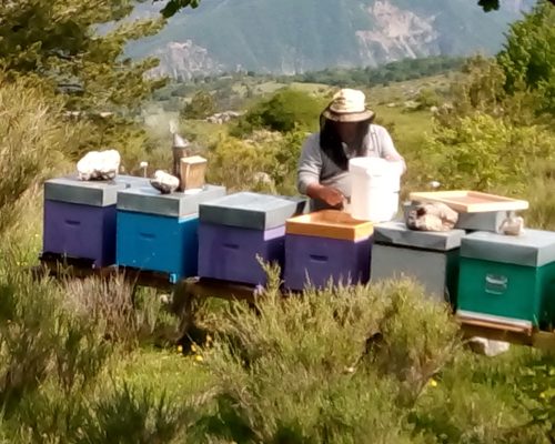 amapi ruches